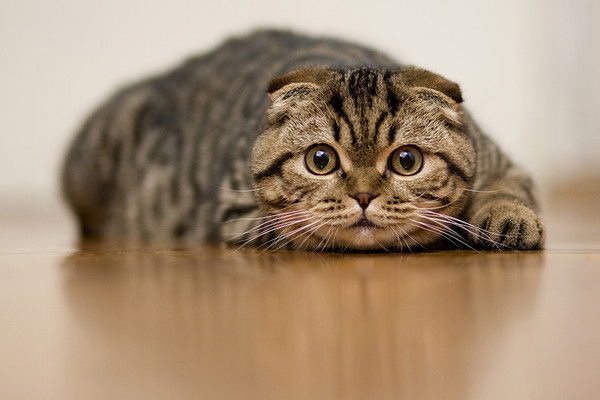 Наталия Чуксина