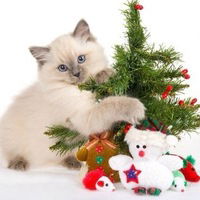 Татьяна Ларина