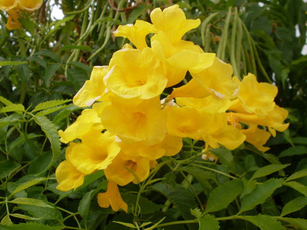 Елена Баранова