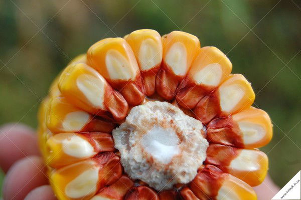 Кирилл Бетюжнов