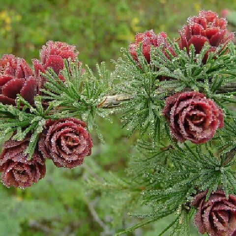 Татьяна Денисова