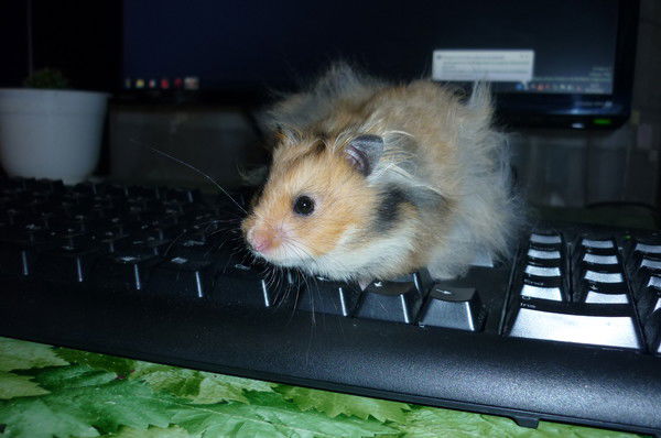 Татьяна Сорокина