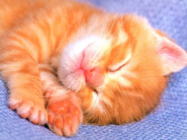 Юлия Ветрова