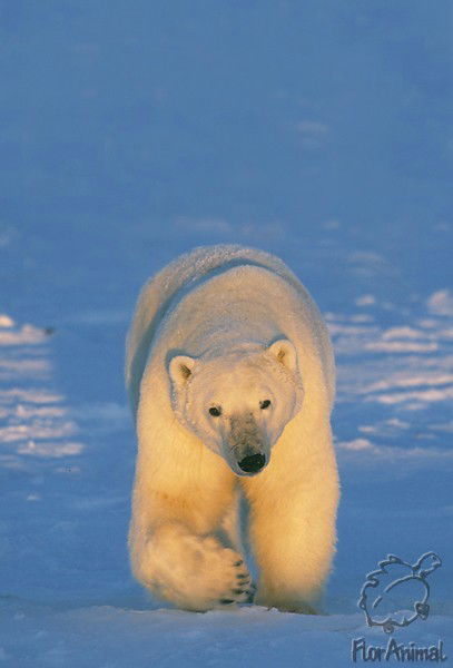 Алексей Сажин