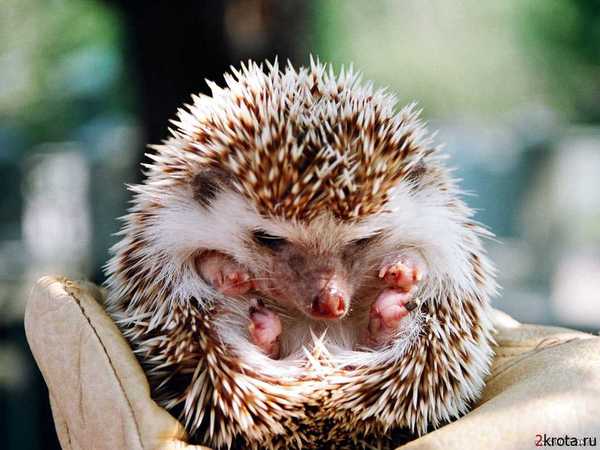 Нина Карташова