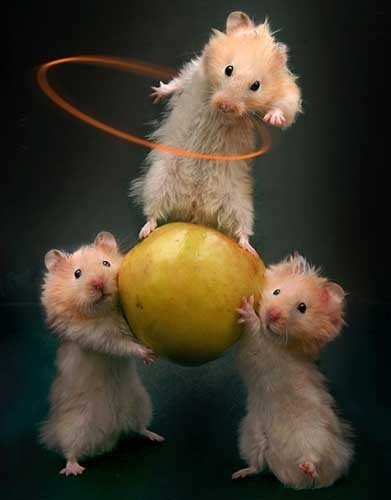 Ирина Козырская