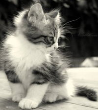 Виктория Ржевская