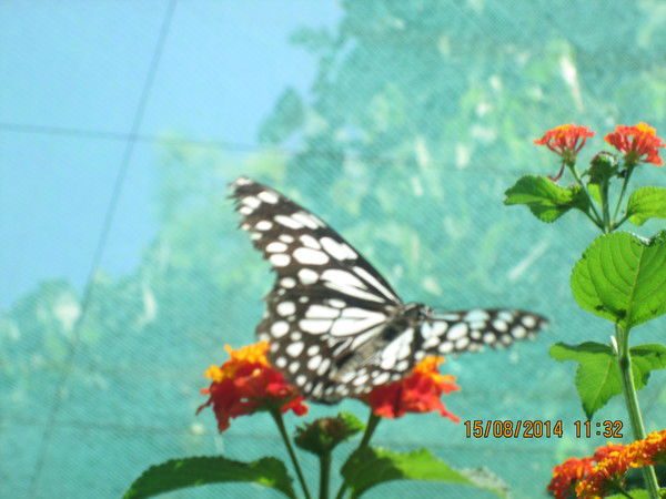 Лариса Егорова