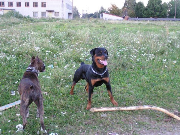 Роман Реутов