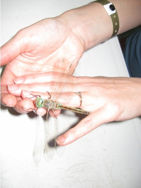 Антонина Кривицкая