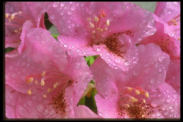 Татьяна Белоусова