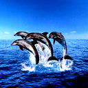 Роман Долгов