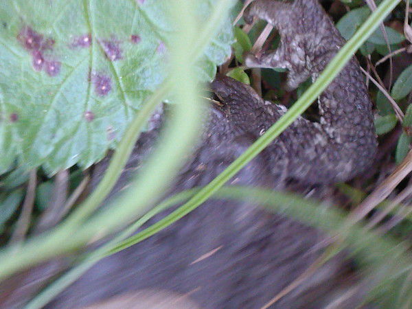 Сергей Ермаков