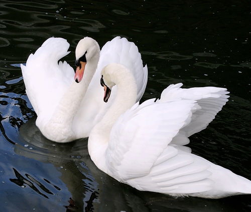 13 Оар (Мткт)