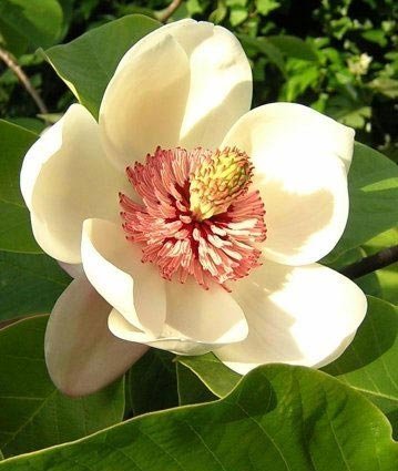 Марина Блюм