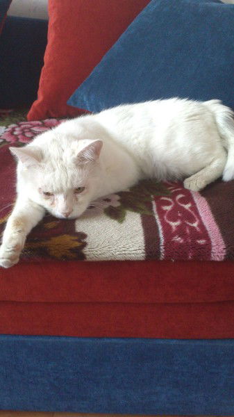 Неля Кутуева