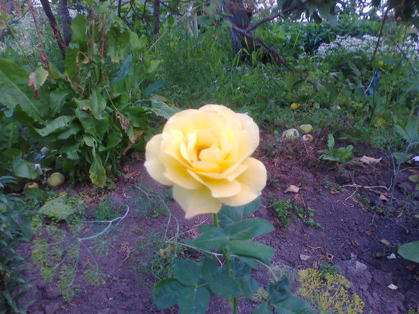 Людмила Разина (Николаева)