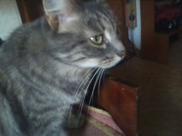 Алексей Вшивков