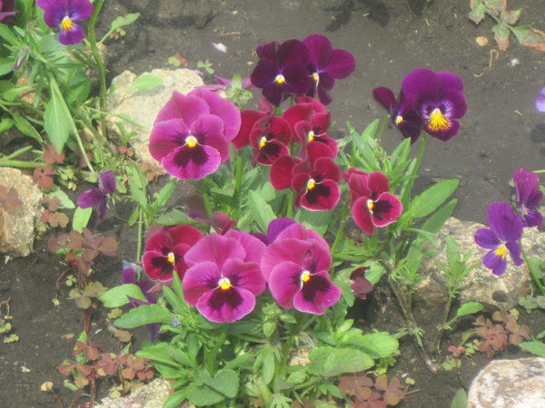 Ольга Пиминова