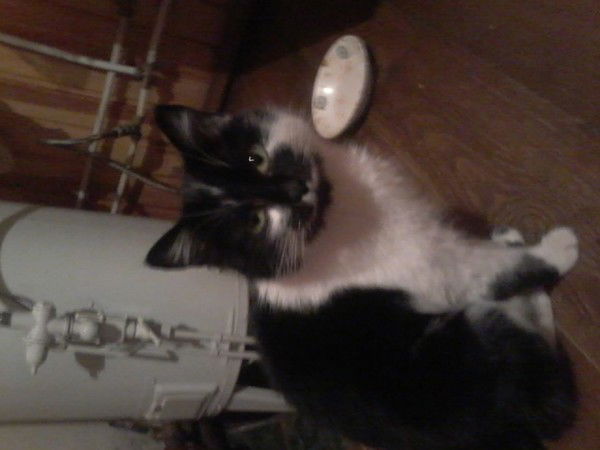 Михаил Король