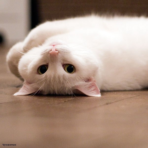 Александра Ковалева