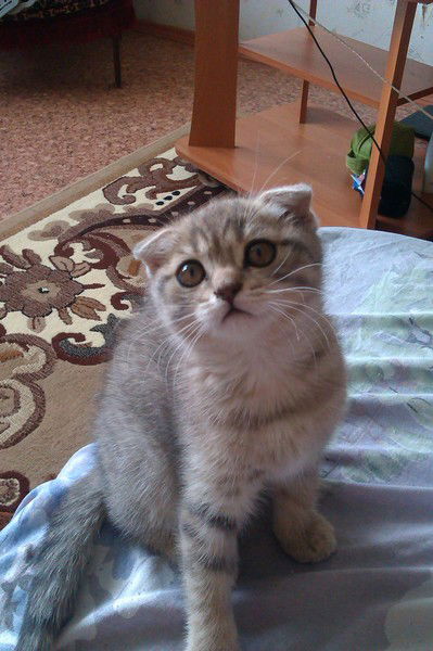 Ксения Кадомская