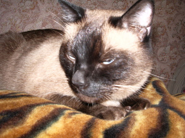 Евгений Корёгин