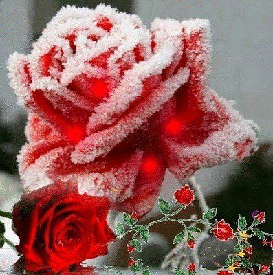 Косеченко Ольга