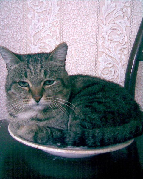 Светлана Предачий