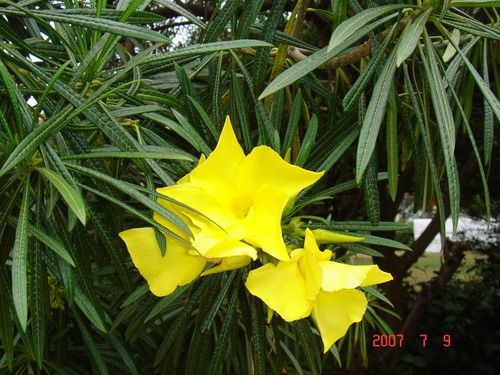 Людмила Калмыкова