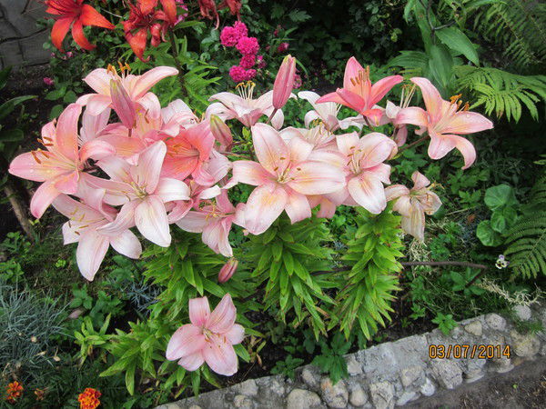 Галина Антипович