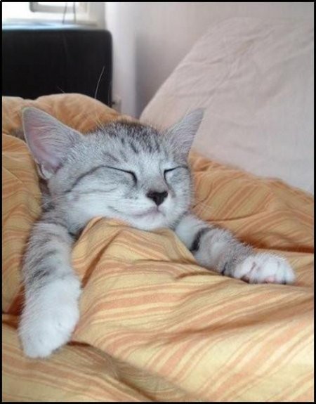 Оля Сребницкая