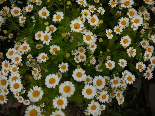 Гульфия Фархетдинова