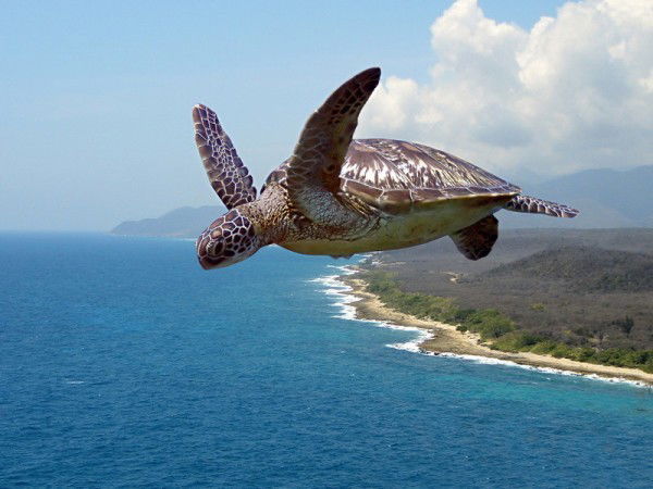 Сергей Пуртов