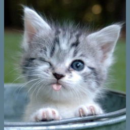 Елена Хомякова