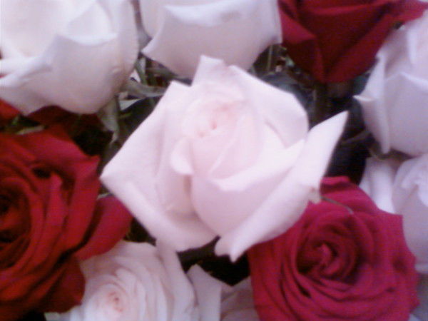 Анна Панкова