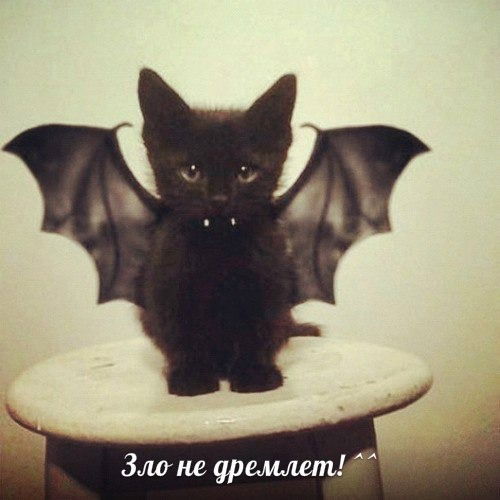 Ольга Дворецкая