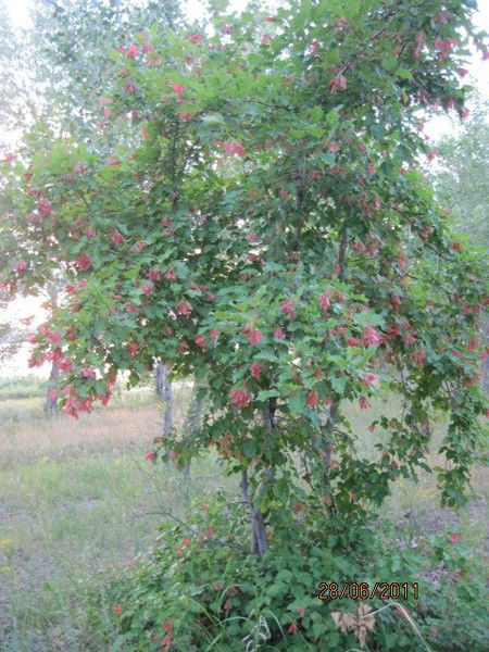 Наталья Балакина