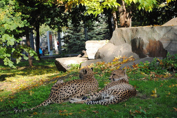 Морогло Татьяна