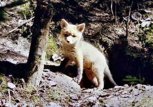 Эдуард Богушевич