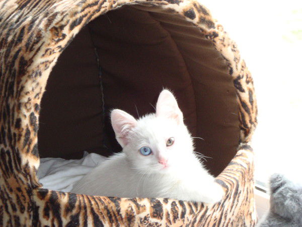 Бахыт Оспанова