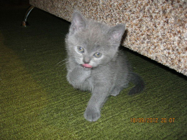 Ирина Любимова