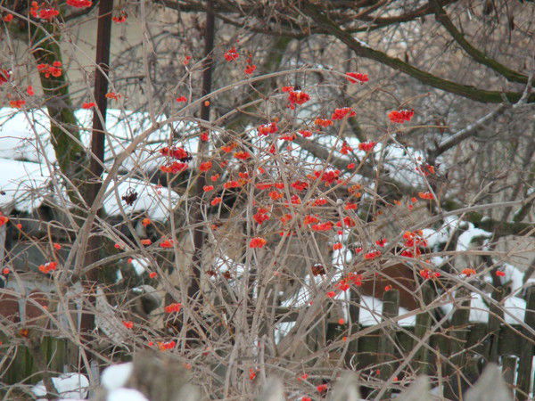 Рома Скрипка