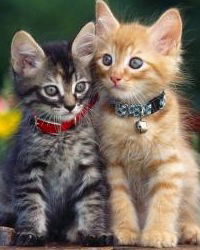 Миша Частин