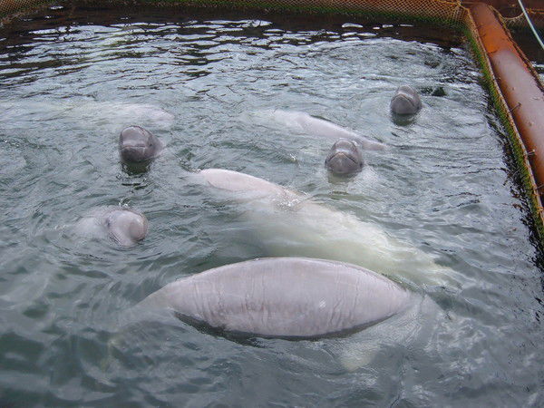 Оксана Гиевская