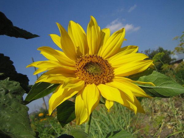 Елена Выскуб