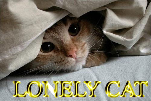 Lonely Cat