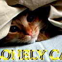 Lonely Cat