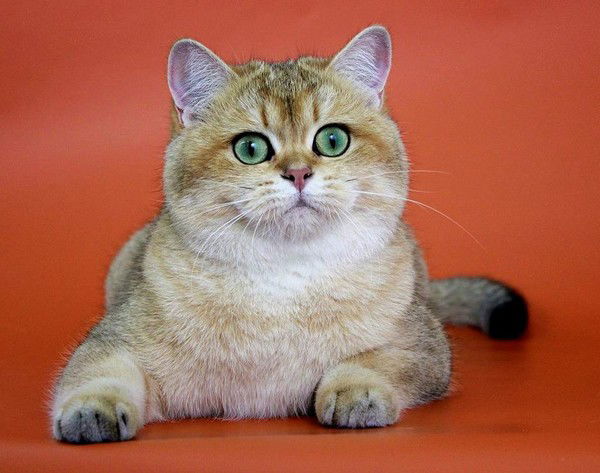 Наталья Наймушина