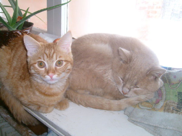 Наталья Бондарева